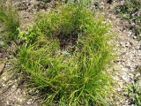 Осока низкая (лат. Carex humilis)